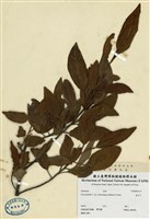 藏品(愛玉子)的圖片